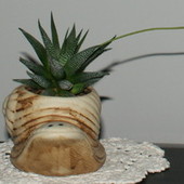 tak, tak , to nie Aloes tylko Haworthia attenuata  ;-))))))