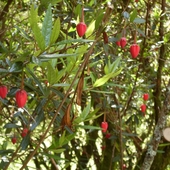 Crinodendron Hook