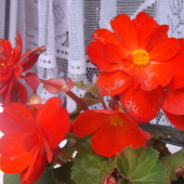 Czerwona Begonia...