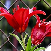 czerwona lilia