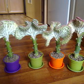 Euphorbia Lactea Cri