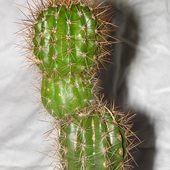 kaktusowy bałwanek