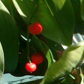 Konwalia majowa (Convallaria majalis L.) 