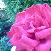 Królowa kwiatów -- róża :)