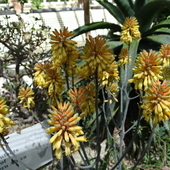 Kwiaty Aloesu Na Dob