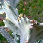 Listki Euphorbia Lac