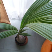 palma kokosowa // cocos nucifera