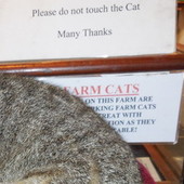 Prosze nie dotykac kota. Wielkie dzieki:)