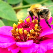 Pszczółka w odwiedzinach na cynii liliput