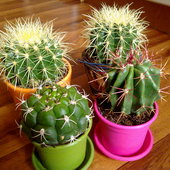 Rodzina Echinocactusów - Echinocactus.