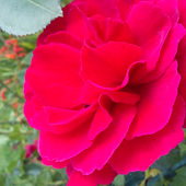 Róża  ten piękny kwiat przesyłam dla wszystkich  KOLEŻANEK  