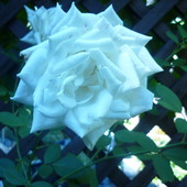 Róża... Biała Te