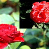 Róża - / Korledy /- Nazwa handlowa-/ Lady Rose /. Kolaż.  Ogr. Bot.
