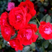  Róża - / Maria Theresie /. Hodowca M.Tantau.Rejestr.odmiany-2003 r. Ogr. Bot.