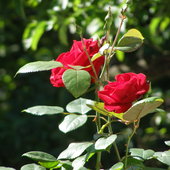 Róza pnąca