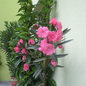 Różowy oleander.