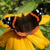Rudbekia z motylkiem