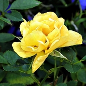 słoneczna róża