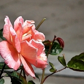 subtelny róż
