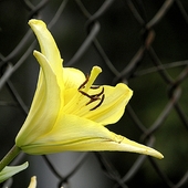 żółta lilia
