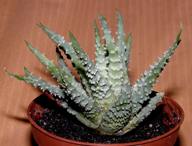 aloes 