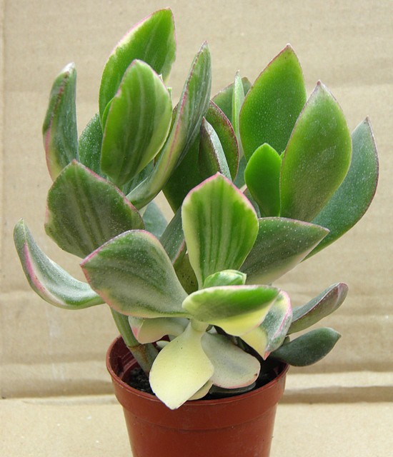  Crassula argentea 'Tricolor'