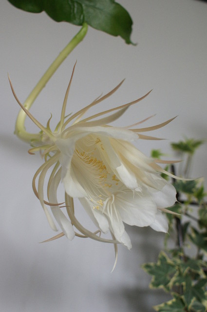 Epifilium białe - kwiat jednej nocy.... dosłownie jednej.... W końcu zakwitł i mi :))))