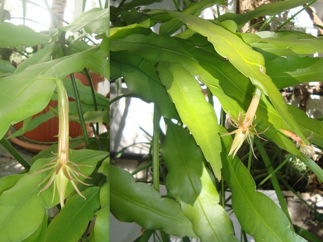 Epiphyllum Oxypetalum Hawajskie w kolażu.Cieplarnia Ogr. Bot.