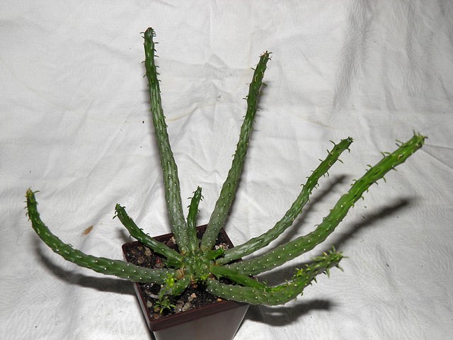  Euphorbia albipollinifera 