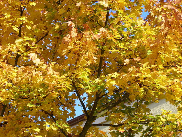 ...i jeszcze kolory jesieni!!!