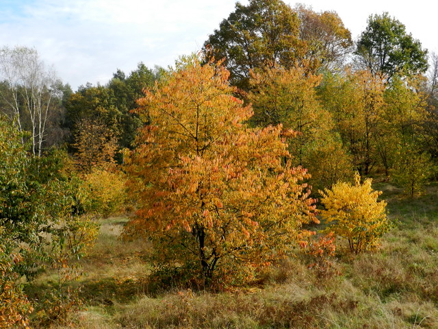 Jesień w lesie.