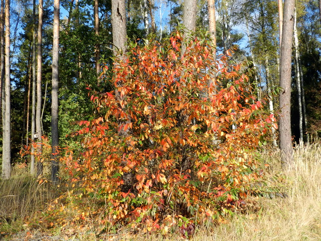 Kolorowa  jesień, w lesie.