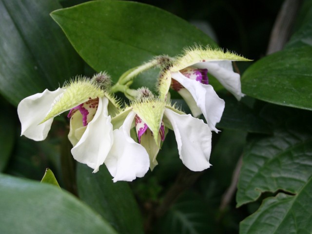  Kwiaty tropiku - N N .  Ogr. Bot.