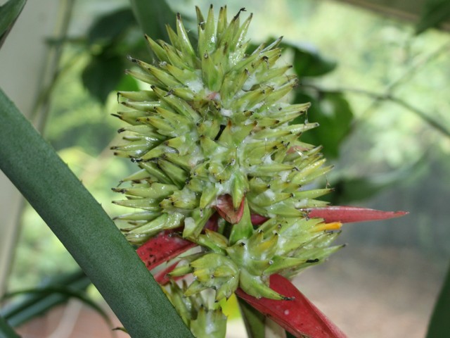 Owoce kwiatu tropiku - N N.  Ogr. Bot.