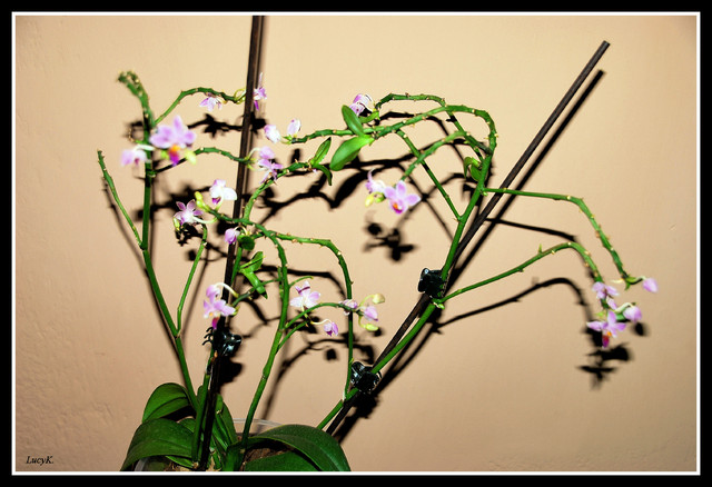 Phalaenopsis, ma 8 keik :D