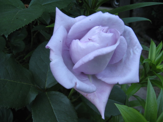 Róża dla Kammy