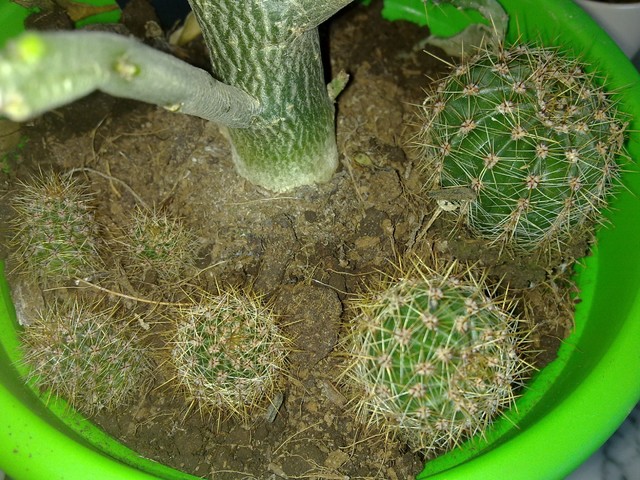 Szczepki nieznanego kaktusa.