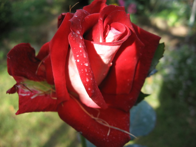 Tą biało-czerwoną różę 