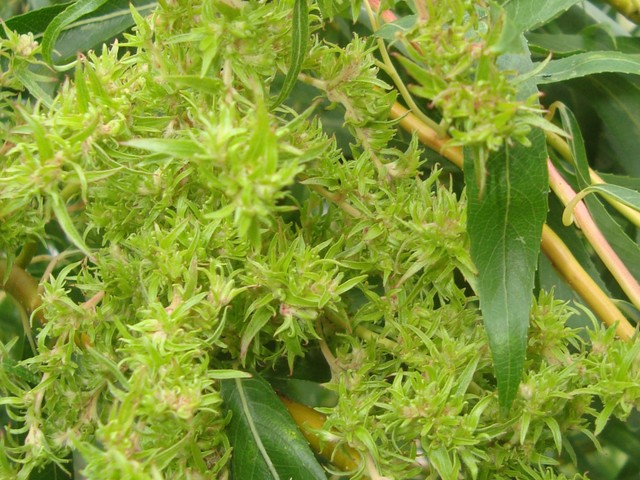  Tak kwitnie wierzba mandżurska-Salix babylonica var.perkinensis. Ogr. Bot.