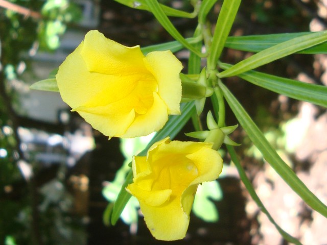 Thevetia peruwiana. Cieplarnia Ogr. Bot.