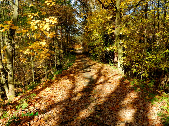Zapraszam na jesienny spacer po lesie.