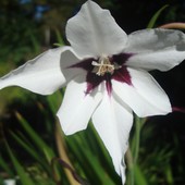 Acidanthera bicolor-gladiola abisyńska.Mieczyk wonny.  Ogr. Bot.