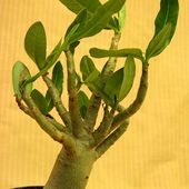 Adenium Thai Socotra