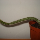 Aporocactus Flagelli