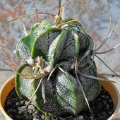 Astrophytum ''Kukuryku'' ;-)