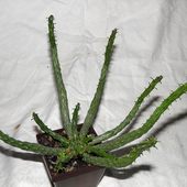  Euphorbia albipollinifera 