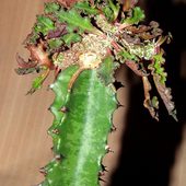  Euphorbia ambovombensis 'Cristata