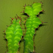 Euphorbia breviarticulata.