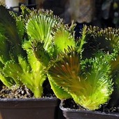 Euphorbia caput-medusae cristata