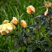 herbaciana róża